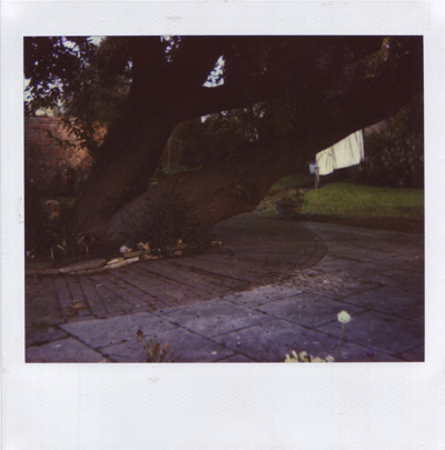 Polaroid Tree-Emily Williams